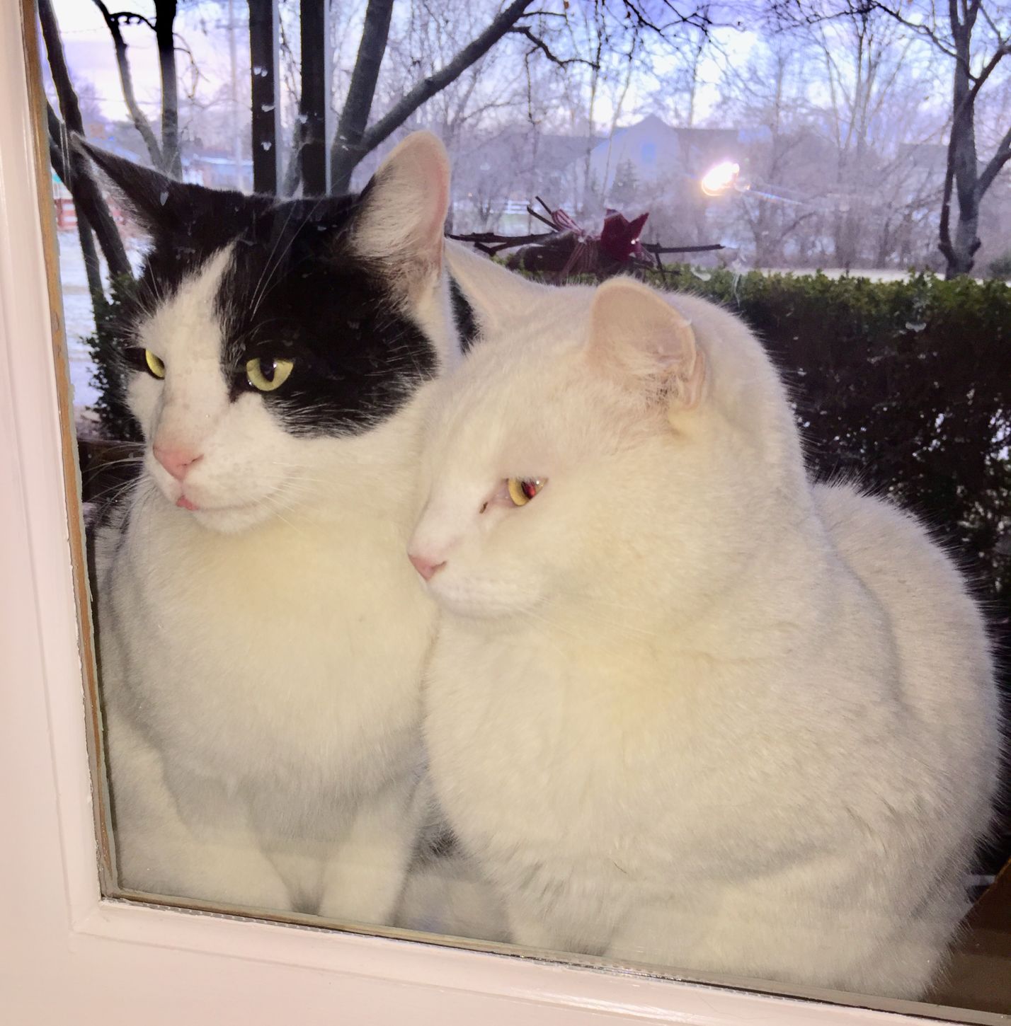 Bill-Goff Pair.jpg (copy)